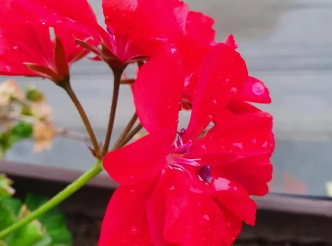 בית הארחה Gurkov 4*