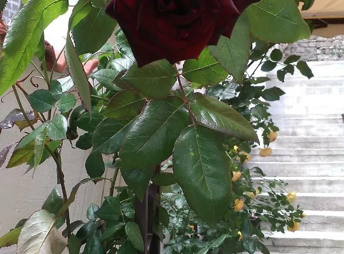 Gurkov בית הארחה וליקו טורנובו